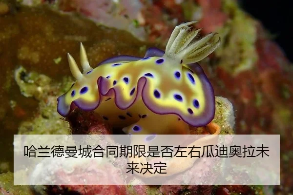 ha-lan-de-man-cheng-he-tong-qi-xian-shi-fou-zuo-you-gua-di-ao-la-wei-lai-jue-ding-3-422.jpg